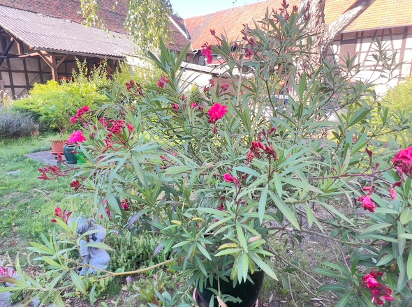 Grünpflanzen in Hofmitte 