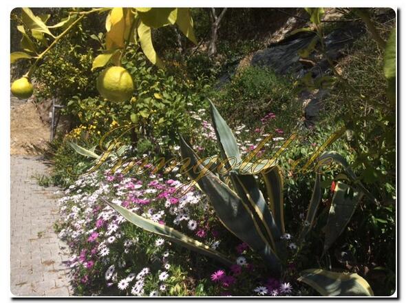 Immobilie in Imperia