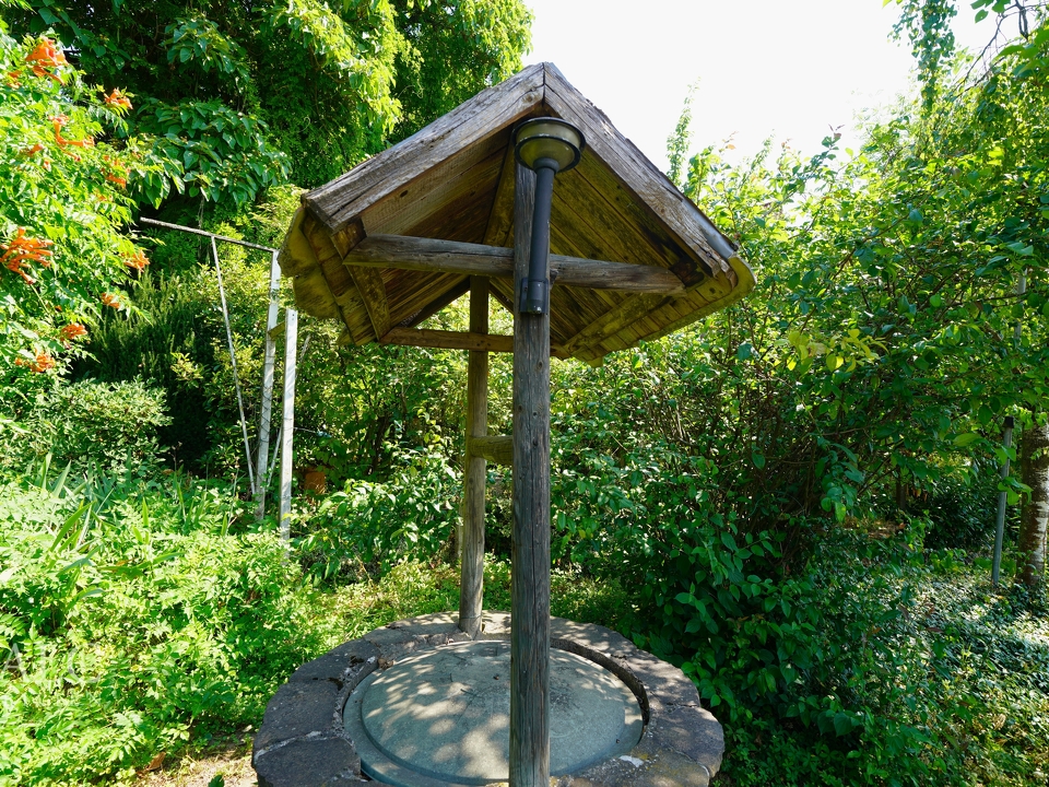 Zwischen Blättern und Licht