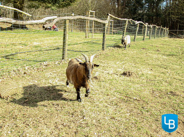 ..mit kleinem Streichelzoo