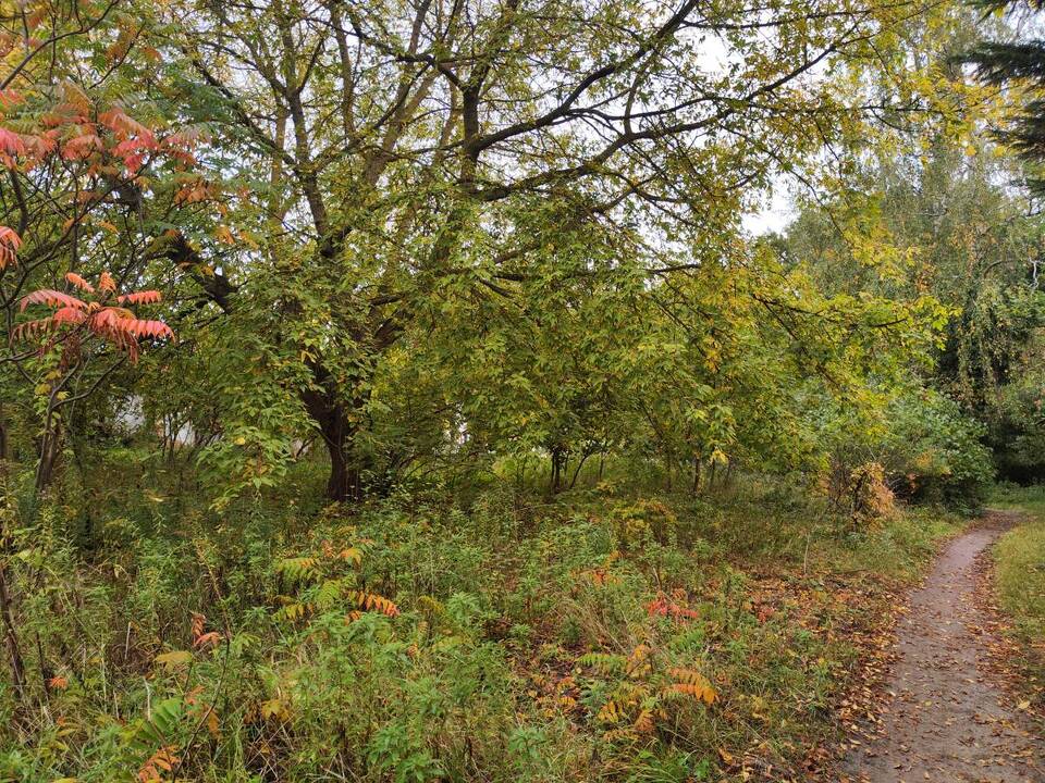 Blick vom hinteren Grundstückteil in Richtung Wäldchen