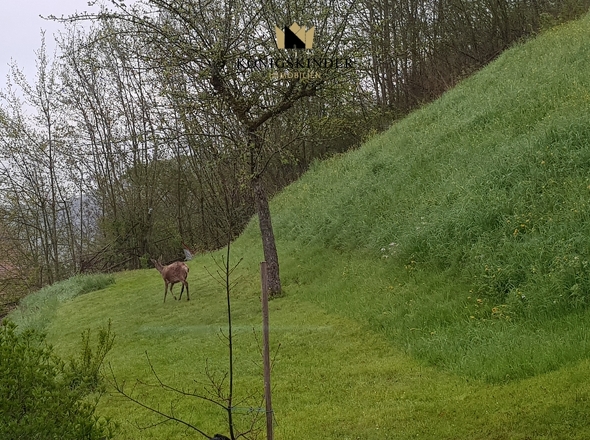 Ihre neuen Nachbarn: ein Reh im Garten - Natur eben...