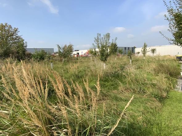 Erweiterungsfläche, zurzeit Streuobstwiese