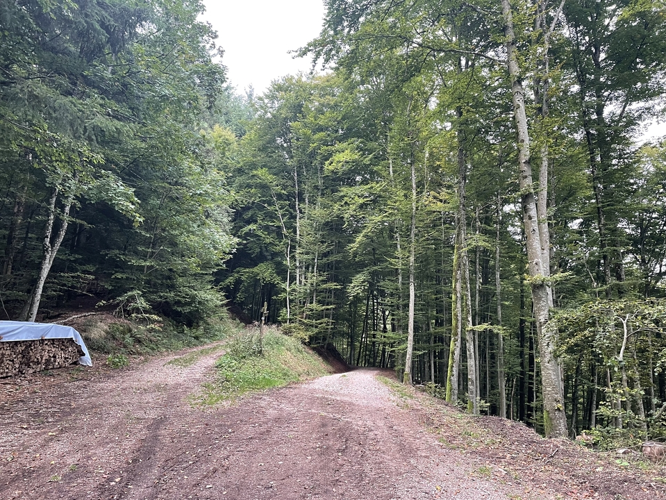 Waldweg Kreuzung