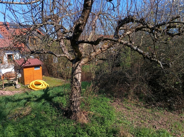 Hintere Grundstücksgrenze