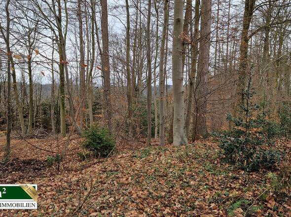 angrenzender Wald am Objekt