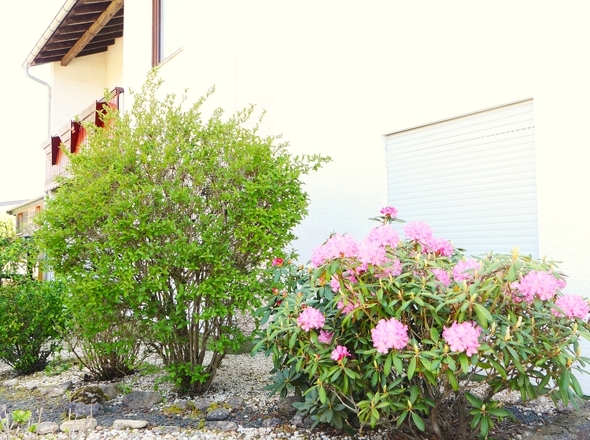 Vorgarten pflegeleicht