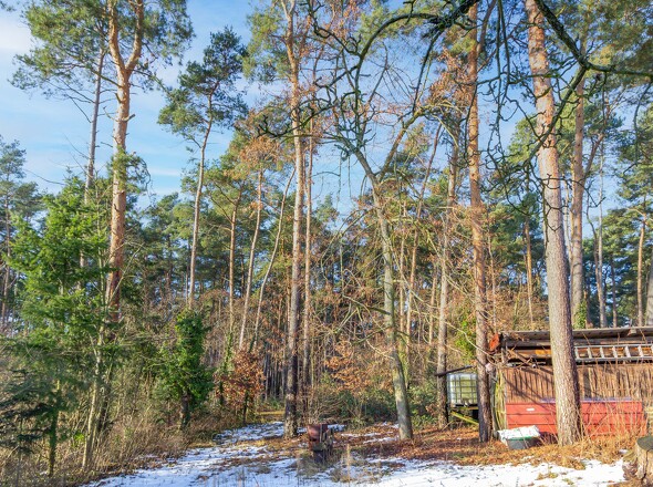 Waldblick hinter dem Grundstück