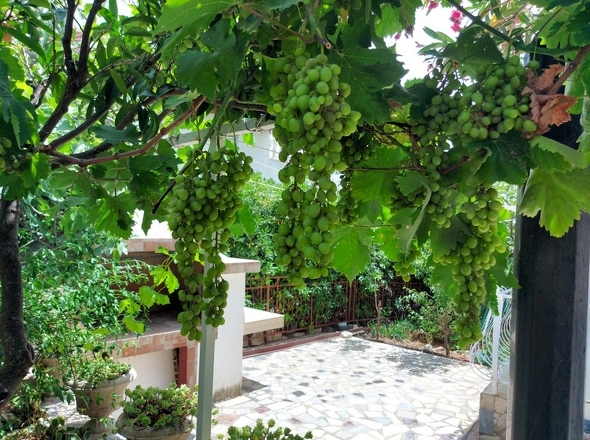 panorama-scouting-H252728