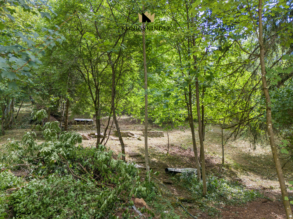 Artenreicher Baumbestand