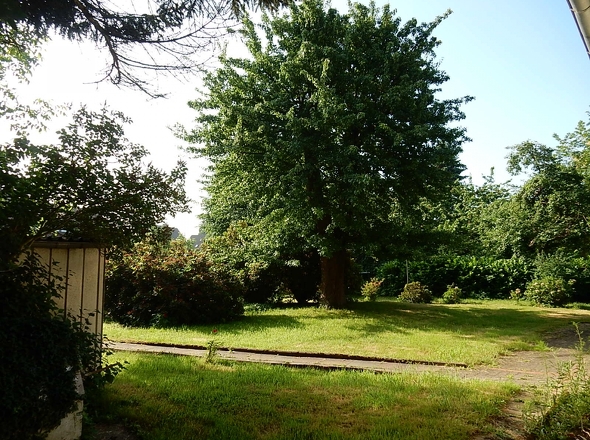 Garten mit altem Birnenbaum