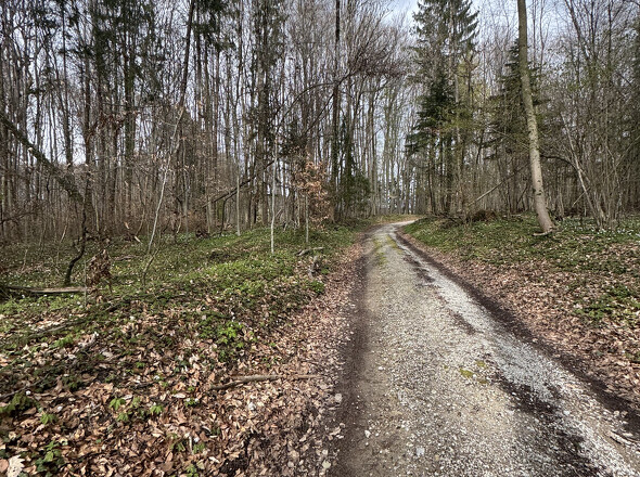 Waldweg Richtung Grundstück 