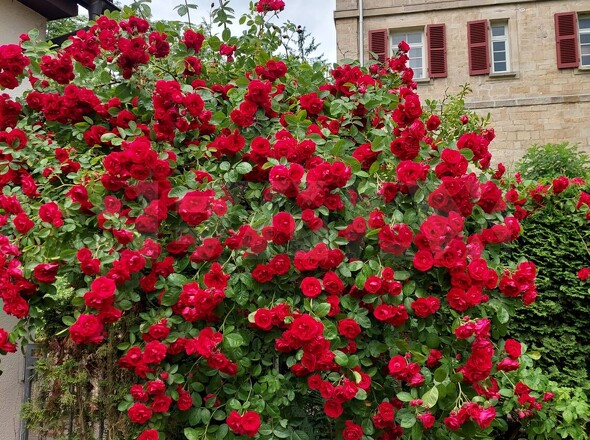 Außenbereich Impression - Zugang zu Ihrem Rosenschlösschen