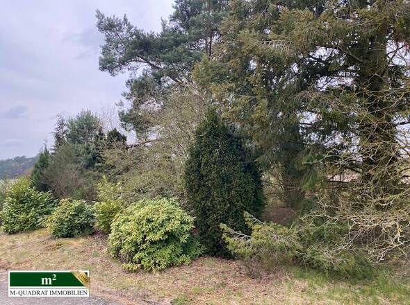 Etwas Baumbewuchs ist vorhanden