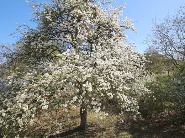 Blühender Birnenbaum u. Sicht auf Teich