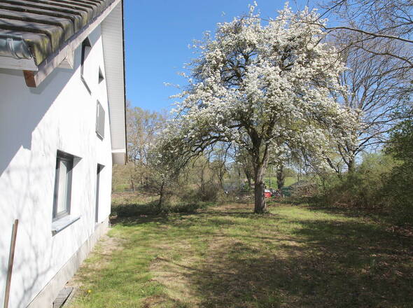 Eigener, prächtig blühender Birnenbaum