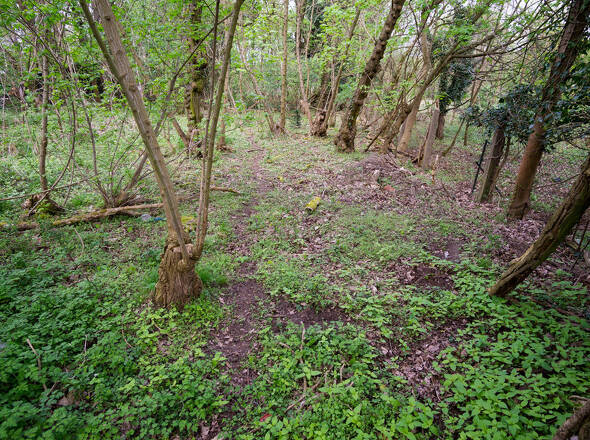 Wald
