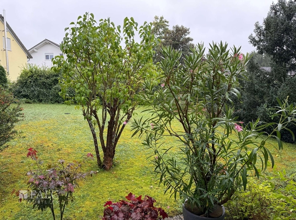 Blick in Garten
