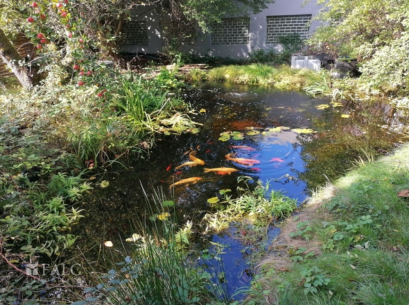  Teich - Garten