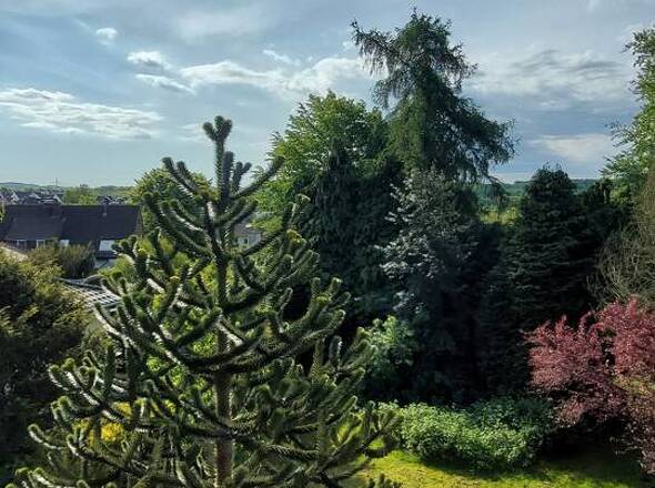 Blick in den Garten