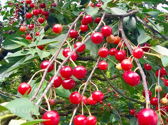 Obstbäume 