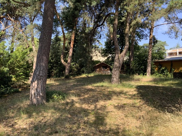 Blick auf alten Baumbestand