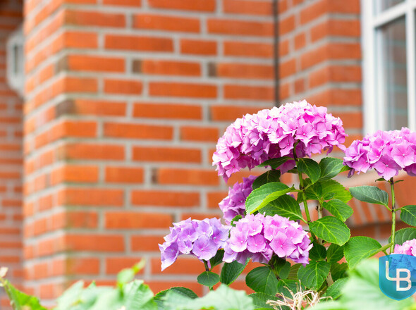 Blumenpracht