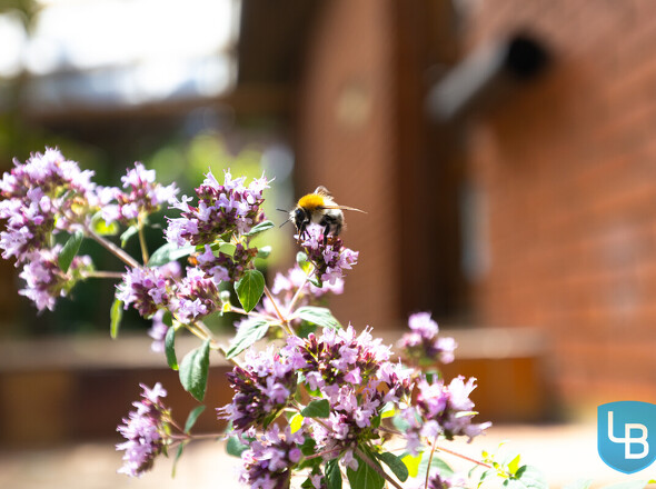 Bienenfreundlich