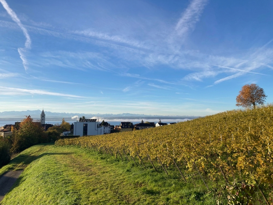 Weinbergen