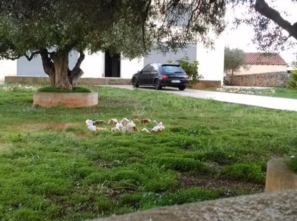 Garten