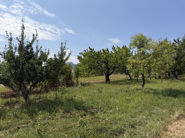 Obstwiese