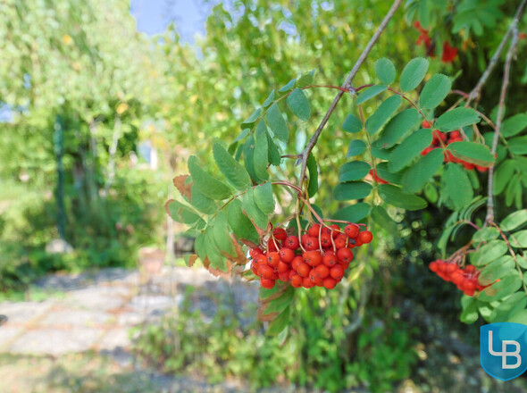 Natur pur
