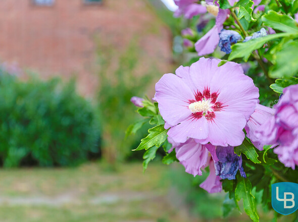 Sommertraum