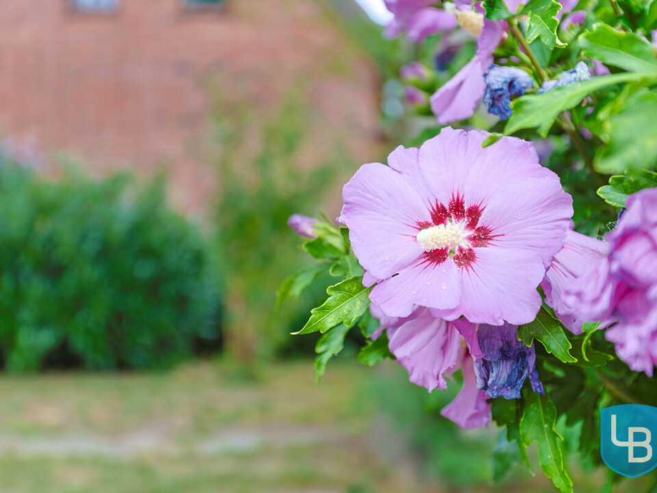 Sommertraum