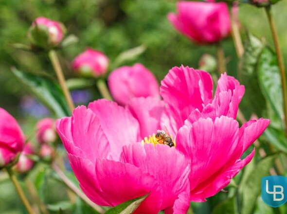 Bienenfreundlich